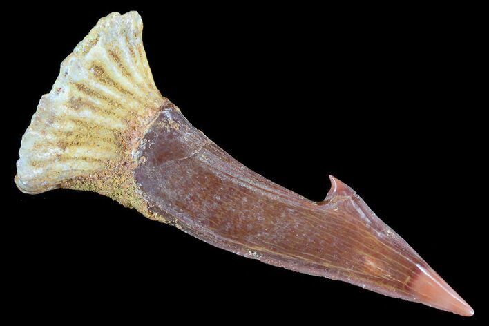 Cretaceous Giant Sawfish (Onchopristis) Rostral Barb #72746